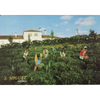 Postais/acores 0008